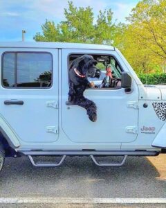 dog-hanging-out-a-car-window